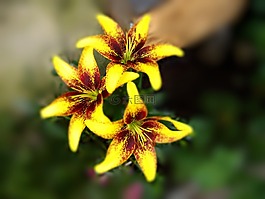 莉莉,百合,黃色
