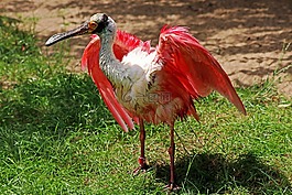 鳥(niǎo),勺子鷺,羽毛