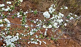 花,植物區(qū)系,樹