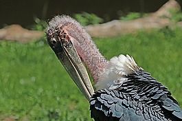 marabu,鳥,條例草案