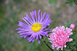 粉紅色的花,紫色,花園