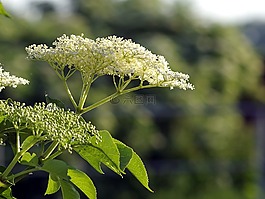 黑色的,鮮花,baldachy