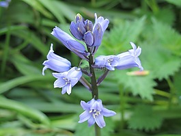 風(fēng)信子,花,春