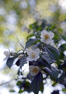 花,顏色,模糊