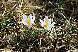 藏红花,白,frühlingsanfang
