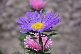 鮮花,錦葵,紫