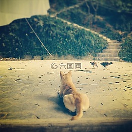 貴州,寵物,狗