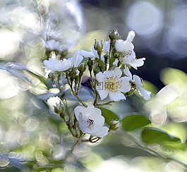 花,顏色,模糊