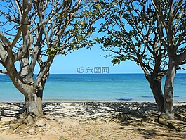 海灘,樹,海