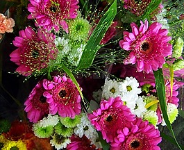 非洲菊花束,粉红色 白色,切花