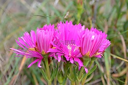 中午花,粉紅色,光明