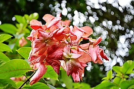 musundas,紅色花,鮮花
