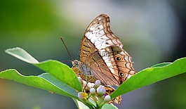 蝴蝶,性質(zhì),昆蟲