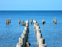 海,鳥,地平線