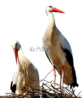 鸛,對(duì),鳥類