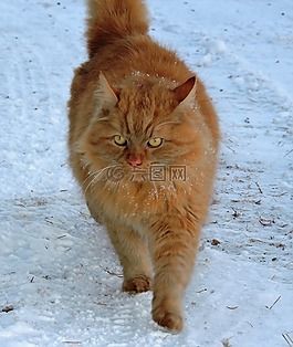 猫,红色,红猫