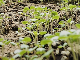 羅勒,蔬菜,植物