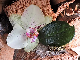 蘭花,葉子,木