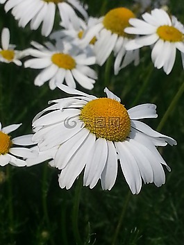 鮮花,花多,洋甘菊