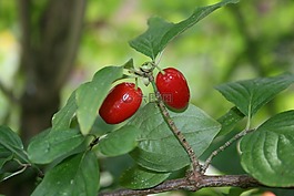 玫瑰果,sammelfrucht,水果