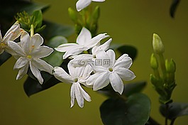 茉莉花,花的,植物