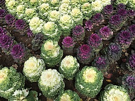 白菜,花園,植物
