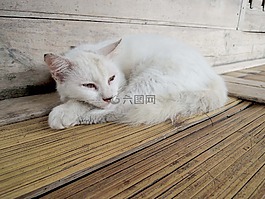 貓咪,白,野貓