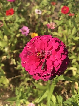 鮮花,幼蟲(chóng),墜花