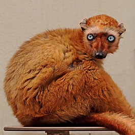 猴子,動(dòng)物,動(dòng)物園