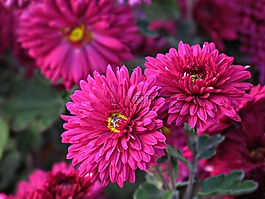鲜花,花园,夏天