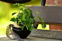 含羞草,廠,植物
