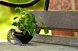 含羞草,廠,植物