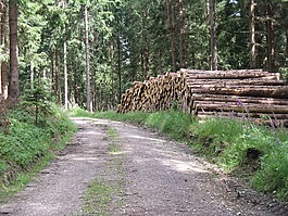 林,樹干,路