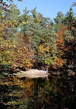 斯图加特,pfaffenteich湖,熊湖