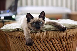 猫,泰国猫,宠物