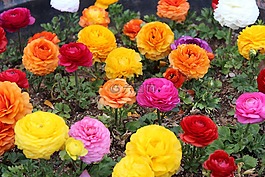 花卉園,鮮花,郁金香