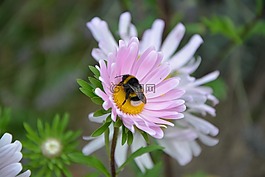 蜜蜂,花,牧草