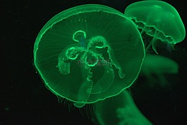 水母,動(dòng)物,水族館