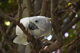 鸚鵡,白,鳥