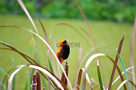 鳥,自然,紅主教