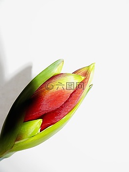 amarillis,amarillisblüte,阿马丽利斯