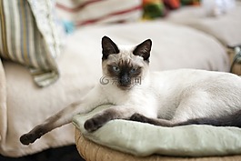 猫,泰国猫,蓝色的眼睛
