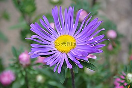 花,瑪格麗特,紫色