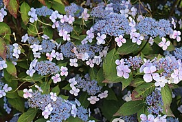 八仙花,花園,繡球花板