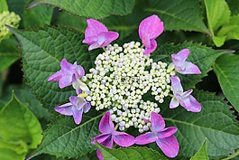 繡球花板,紫,開花