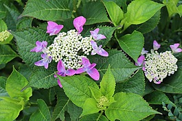 八仙花,紫,花園