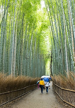 小山竹林,竹,旅游目的地