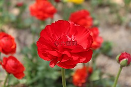 鮮花,朵紅色的花,群集