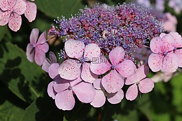 八仙花,紫,花園