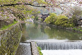 櫻花,河,京都
